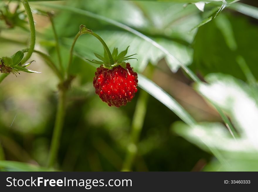 Red wild strawberry photographed against green bushes