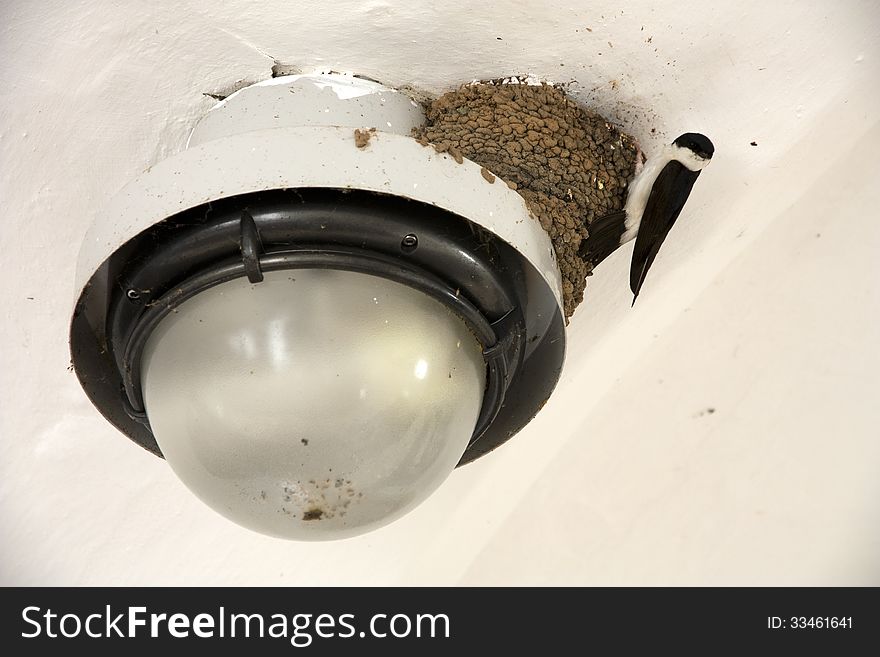 Swallow in their nest, bird's nest with lamp