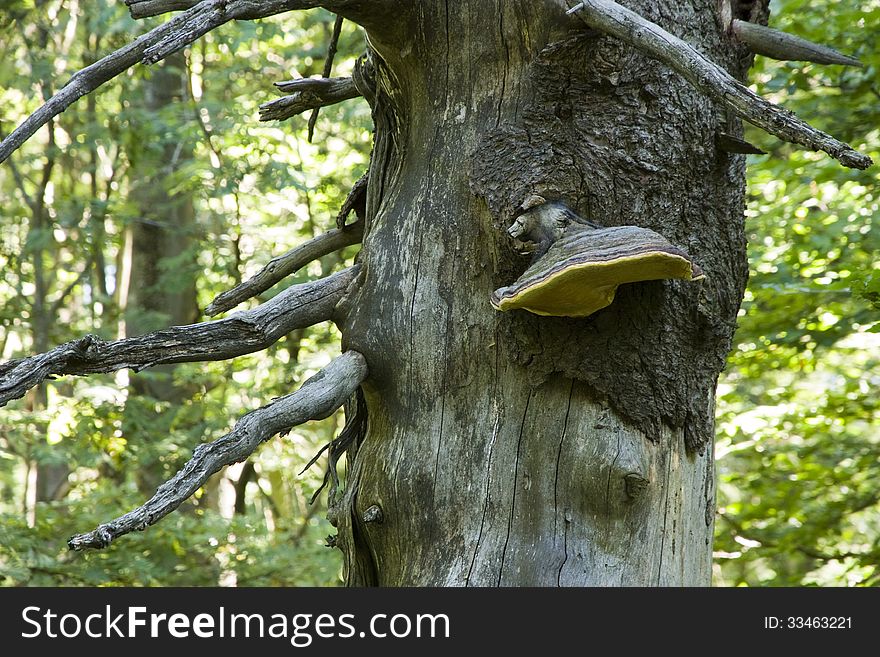 Fungus growing on a withered tree trunk