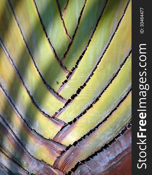 Detail of palm Ravenala madagascariensis. Detail of palm Ravenala madagascariensis