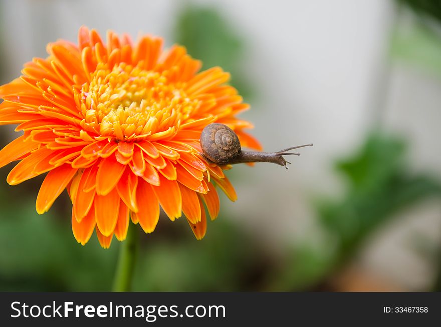 A snail on a flower. many people think snails are cute. but many people is not. A snail on a flower. many people think snails are cute. but many people is not.