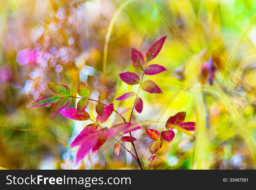 Bokeh with yellow and red leaves of the forest plants, in a natural sunshine, DOF. Bokeh with yellow and red leaves of the forest plants, in a natural sunshine, DOF