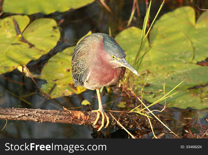 Green Heron &#x28;Butorides virescens&#x29; in Everglades National Park