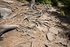 Tree Roots Royalty Free Stock Photography Tree Roots Royalty Free Stock Photography