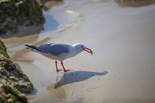 Seagull Holding Crab Royalty Free Stock Photography