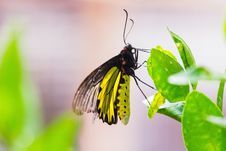 Male Golden Birdwing Butterfly Royalty Free Stock Photography Male Golden Birdwing Butterfly Royalty Free Stock Photography