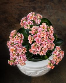 Multi-colored Kalanchoe In A White Pot Royalty Free Stock Photo Multi-colored Kalanchoe In A White Pot Royalty Free Stock Photo