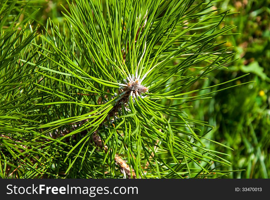 Pinus genus of conifers Pinaceae family. Pinus genus of conifers Pinaceae family
