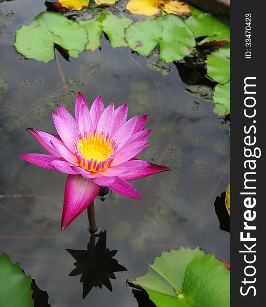 The pink violet water lily. The pink violet water lily