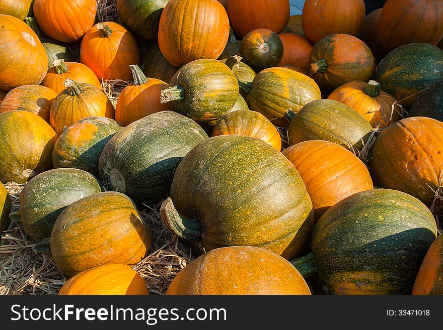 Selection of colorful orange pumpkins for Halloween Scary Jack background. Selection of colorful orange pumpkins for Halloween Scary Jack background