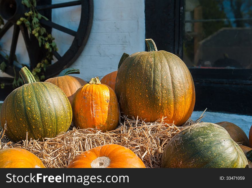 Selection of colorful orange pumpkins for Halloween Scary Jack background. Selection of colorful orange pumpkins for Halloween Scary Jack background