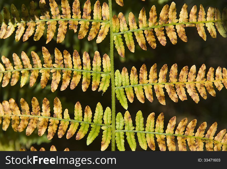 Yellow-green fern leaves in autumn color. Yellow-green fern leaves in autumn color