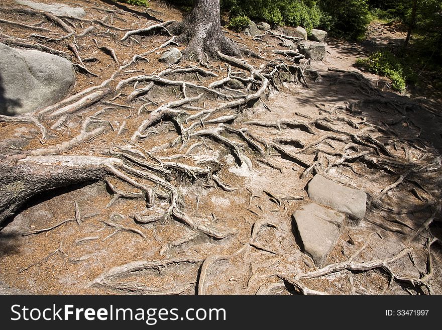 Many roots of trees in arid land. Many roots of trees in arid land