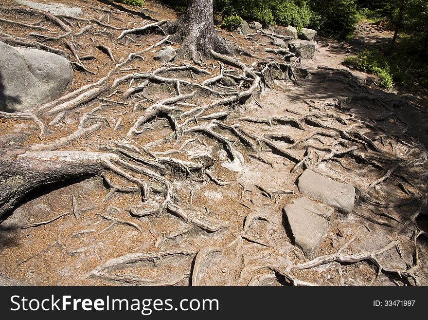 Tree Roots