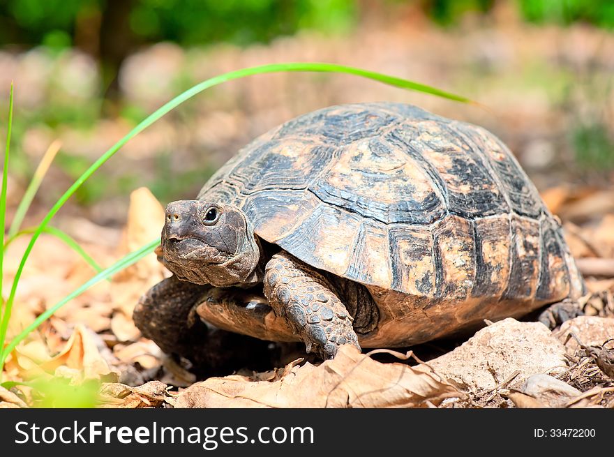 Portrait Of An Adult Turtle On Land Dry Foliage