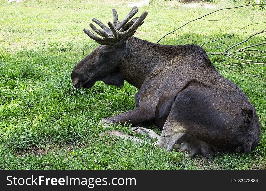 Big old moose lying on the grass