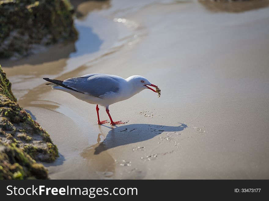 Seagull Holding Crab