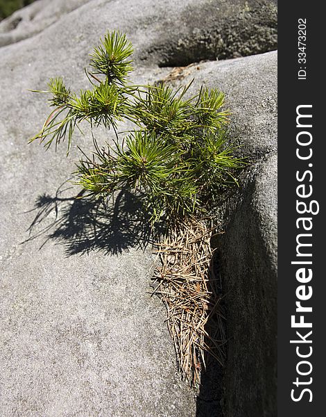 Small pine tree in a rock crevice. Small pine tree in a rock crevice