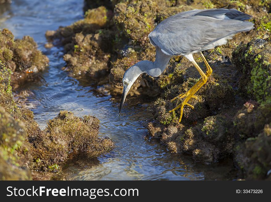 Little grey egret hunting for small critters in rocks at the beach. Little grey egret hunting for small critters in rocks at the beach.