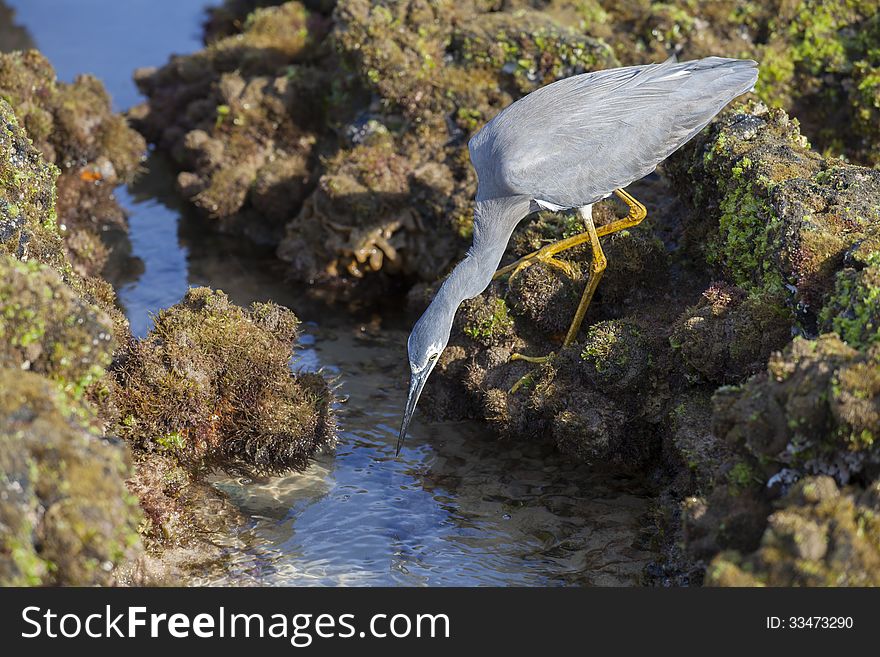 Little grey egret hunting for small critters in rocks at the beach. Little grey egret hunting for small critters in rocks at the beach.