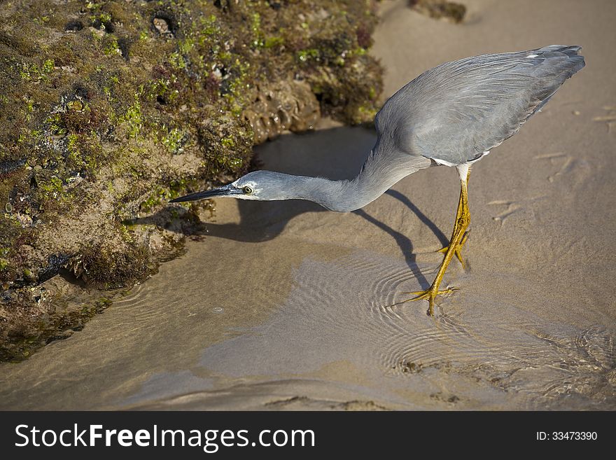 Little grey egret hunting for small critters in rocks at the beach. Little grey egret hunting for small critters in rocks at the beach.