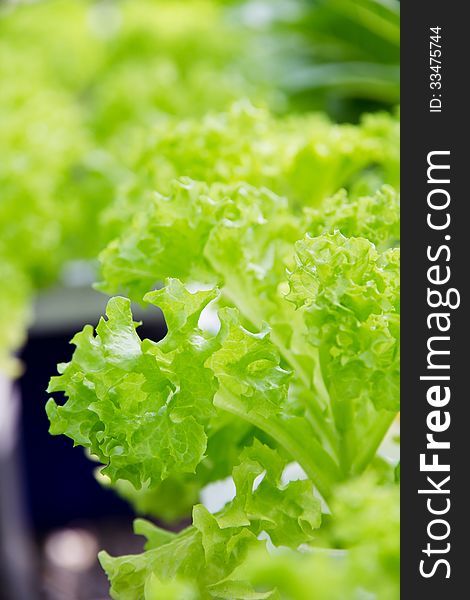 Hydroponics vegetable farm,Frillie Iceburg Lettuce