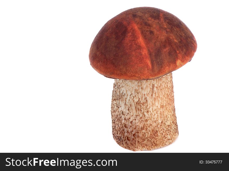 Mushroom with a beautiful red hat - orange-cap boletus. Presented on a white background. Mushroom with a beautiful red hat - orange-cap boletus. Presented on a white background.