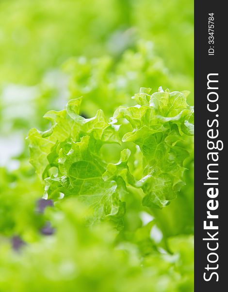 Hydroponics vegetable farm,Frillie Iceburg Lettuce