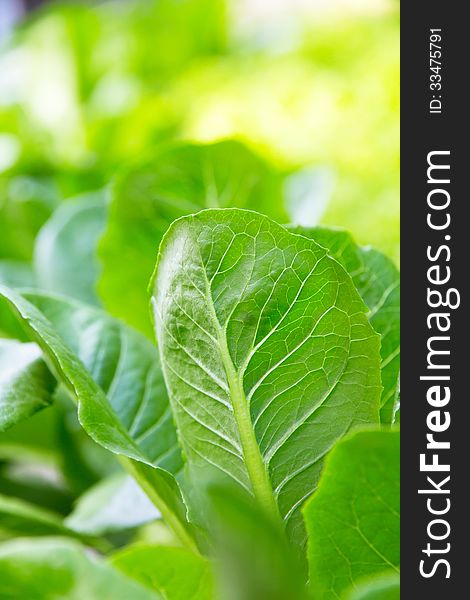 Hydroponics vegetable farm,Lettuce Crop Lactuca Leaf Vegetable