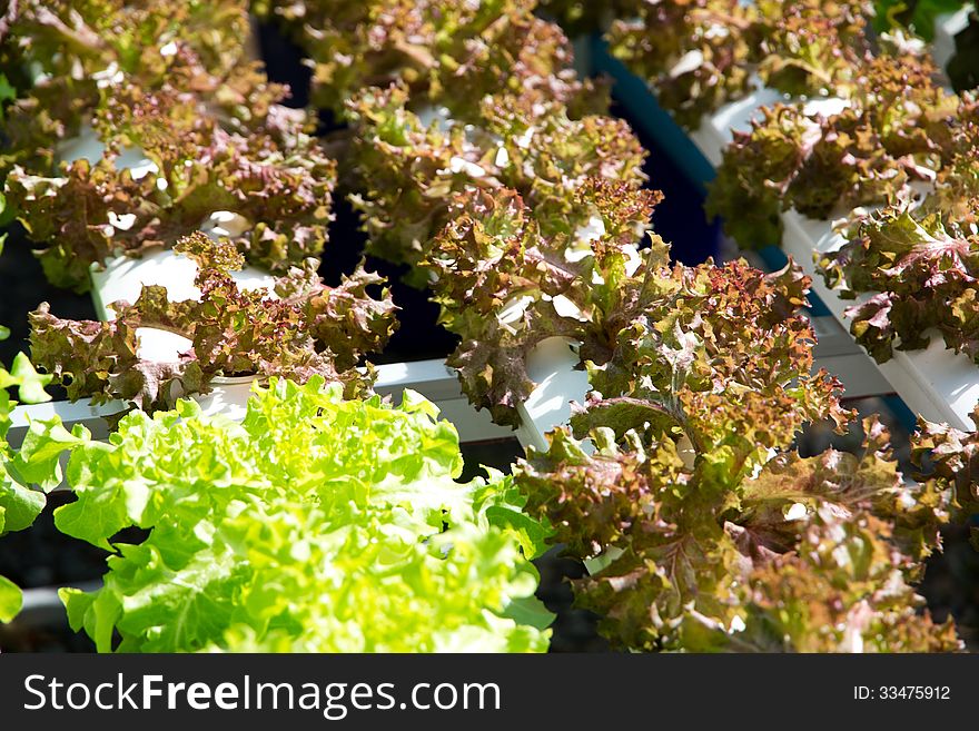 Hydroponics vegetable farm