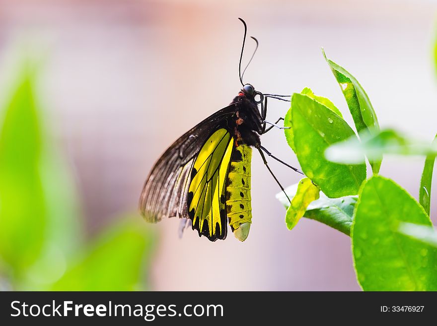 Close up of male golden birdwing (Troides aeacus) butterfly sunbathing on green leaf. Close up of male golden birdwing (Troides aeacus) butterfly sunbathing on green leaf