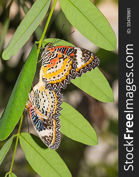 Close up of leopard lacewing (Cethosia cyane euanthes) butterflies pair mating. Close up of leopard lacewing (Cethosia cyane euanthes) butterflies pair mating