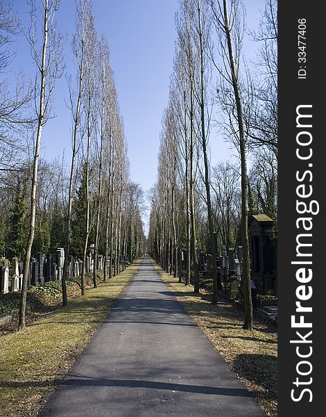 Asphalt road lined with trees in the cemetery