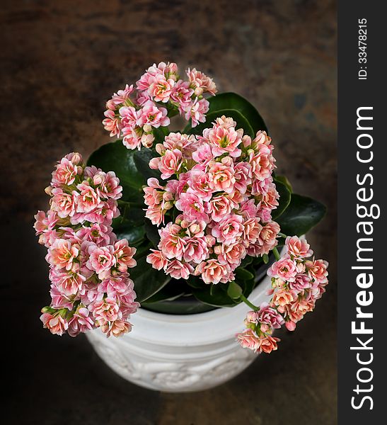 Multi-colored Kalanchoe In A White Pot