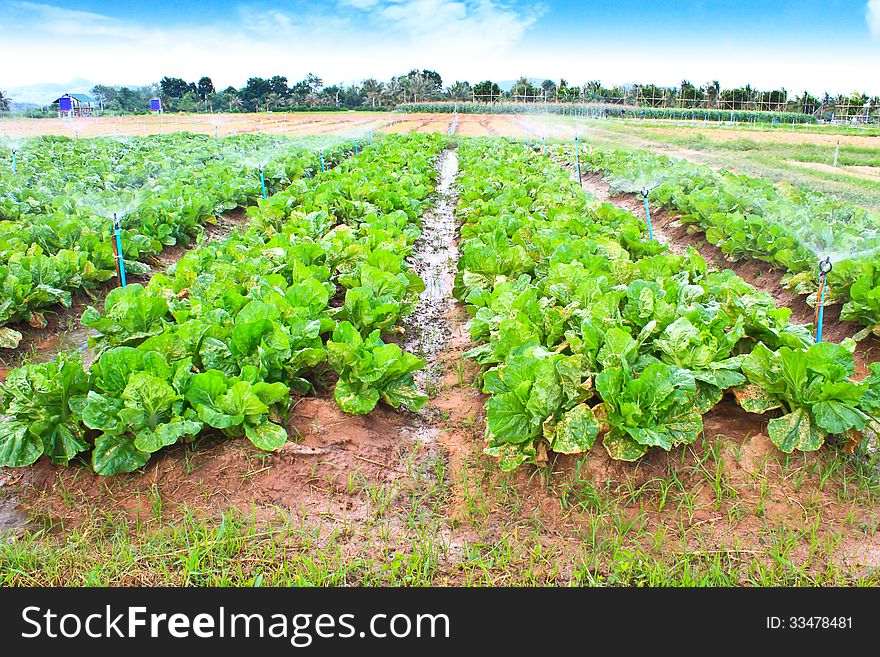 Field of Green Leaf and lettuce crops growing in rows on a farm ,Thailand