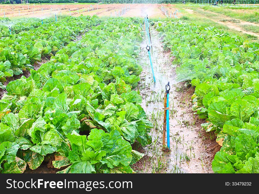 Field of Green Leaf and lettuce crops growing in rows on a farm ,Thailand