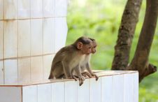 Two Young Indian Rhesus Macaque Monkeys &x28;macaca Mulatta&x29; Playing Stock Photos Two Young Indian Rhesus Macaque Monkeys &x28;macaca Mulatta&x29; Playing Stock Photos