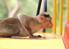 Indian Rhesus Macaque Monkey &x28;macaca Mulatta&x29; Playing In A Park Royalty Free Stock Image Indian Rhesus Macaque Monkey &x28;macaca Mulatta&x29; Playing In A Park Royalty Free Stock Image