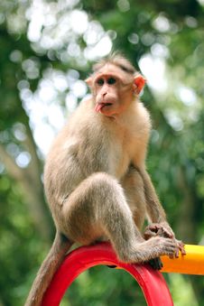 Indian Rhesus Macaque Monkey &x28;macaca Mulatta&x29; With Funny Face Stock Images Indian Rhesus Macaque Monkey &x28;macaca Mulatta&x29; With Funny Face Stock Images