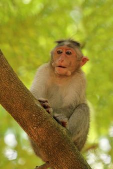 Indian Rhesus Monkey&x28;macaque&x29; Also Called Macaca Mulatta Royalty Free Stock Photo Indian Rhesus Monkey&x28;macaque&x29; Also Called Macaca Mulatta Royalty Free Stock Photo