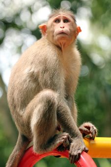 Indian Rhesus Macaque Monkey &x28;macaca Mulatta&x29; In A Park Stock Photos Indian Rhesus Macaque Monkey &x28;macaca Mulatta&x29; In A Park Stock Photos