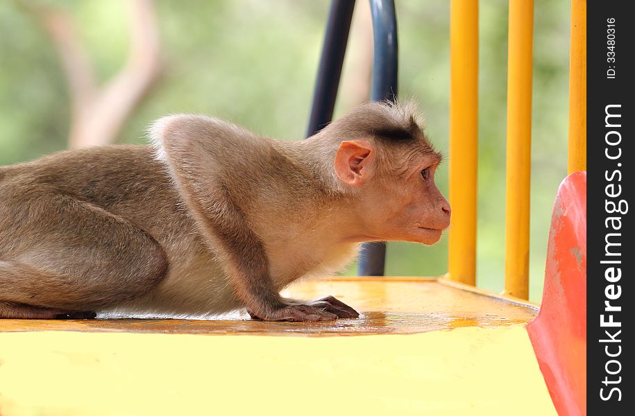 Indian rhesus macaque monkey (macaca mulatta) playing in a park on a bright sunny day. Indian rhesus macaque monkey (macaca mulatta) playing in a park on a bright sunny day