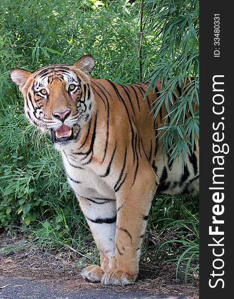 Majestic white royal bengal tiger in a dense deciduous forest in south india