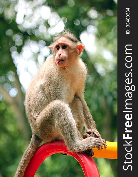 Indian rhesus macaque monkey (macaca mulatta) making funny face in a park. Indian rhesus macaque monkey (macaca mulatta) making funny face in a park