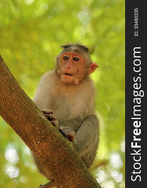 Indian rhesus monkey(macaque) also called Macaca mulatta on a tree in a forest in south peninsular india. Indian rhesus monkey(macaque) also called Macaca mulatta on a tree in a forest in south peninsular india