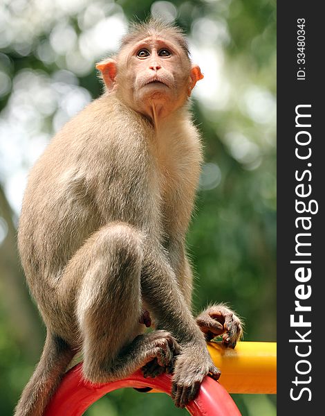 Indian rhesus macaque monkey (macaca mulatta) in a park on a bright sunny day. Indian rhesus macaque monkey (macaca mulatta) in a park on a bright sunny day