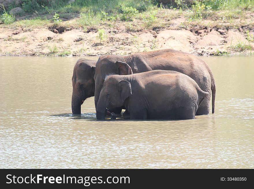 Three indian elephants(Elephas maximus indicus) in a natural habitat(a lake in a deciduous forest) on a summer day. Three indian elephants(Elephas maximus indicus) in a natural habitat(a lake in a deciduous forest) on a summer day