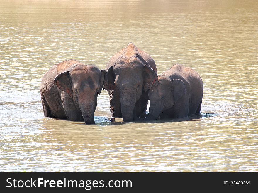 Three majestic indian elephants(Elephas maximus indicus) in lake of an indian forest on a summer day. Three majestic indian elephants(Elephas maximus indicus) in lake of an indian forest on a summer day