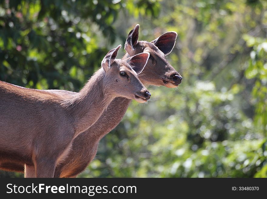 Two lovely sambar deer(rusa unicolor) in an indian forest(jungle) in southern peninsular india on a summer day. Two lovely sambar deer(rusa unicolor) in an indian forest(jungle) in southern peninsular india on a summer day
