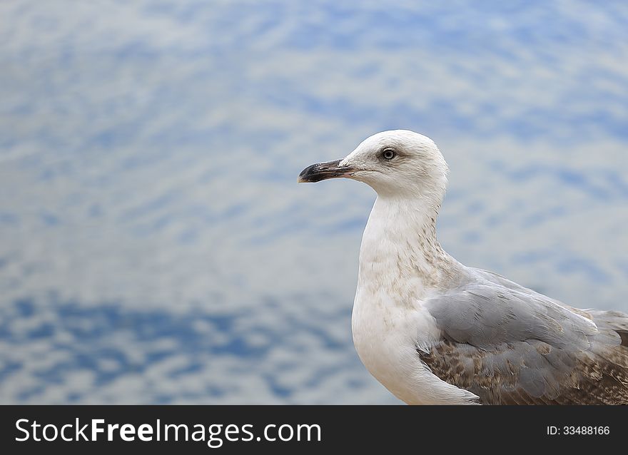 Portrait of a seagull blurred background